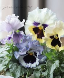 �ѥ󥸡� ���ࡼ���ե�롡�إȥꥳ������롼���塦�ۥ磻�ȡ١����٤��롪���ǥ��֥�ե�顼��