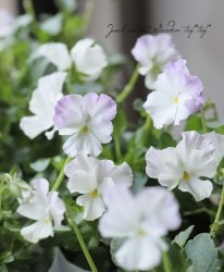 ����礱����������ӥ��顡�إۥ磻�ȥХ��ե饤��