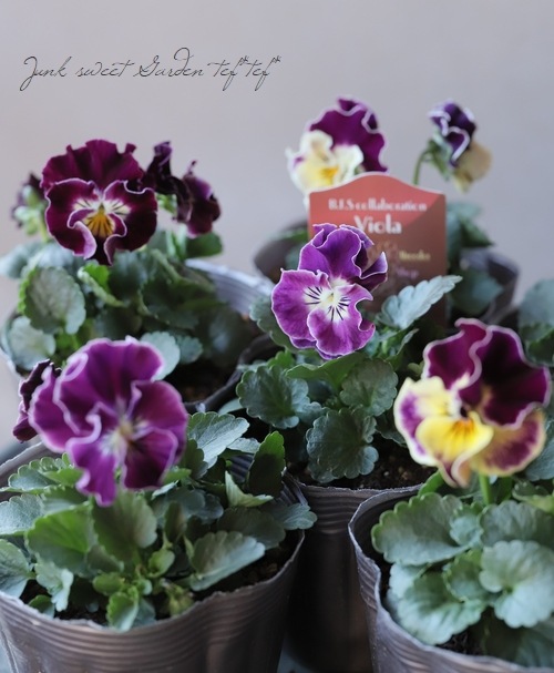 B・F・S collaboration みもとコラボビオラ 『No.10』 | すべての商品