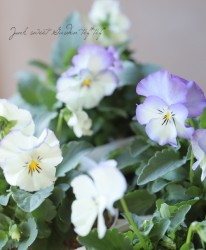 �ӥ��顡�إ֥롼������