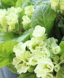 �Х�餭�ץ��顦����ꥢ�󡡡إޥ����롦�饤���