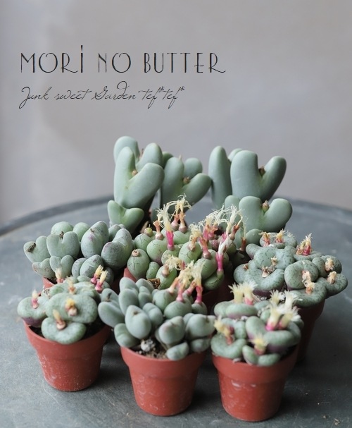 多肉植物 メセン類 コノフィツム スワネポエリアヌム ルブロリネアツム