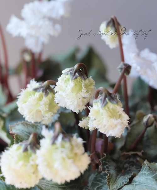 大栄花園ブリーディングセレクション ミニシクラメン マクルール スワン 底面給水 すべての商品 Junk Sweet Garden Tef Tef