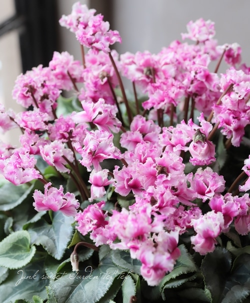 NF 常咲/生命/Everbloom / Life JPN 3枚 八重咲きシクラメン フェアリーピコ 『プチダブルフリンジ』 No.B