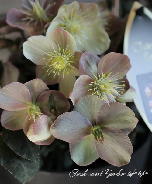 クリスマスローズ 『マエストロ』 | すべての商品 | | Junk sweet