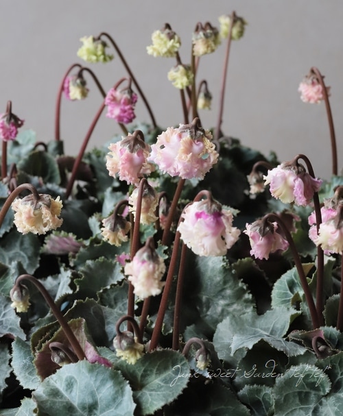 軽井沢育ちのガーデンシクラメン 『KARUIZAWA』 変わり咲き【No.8