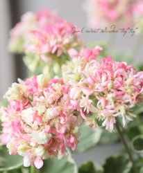 Flower Species ゼラニウム Junk Sweet Garden Tef Tef