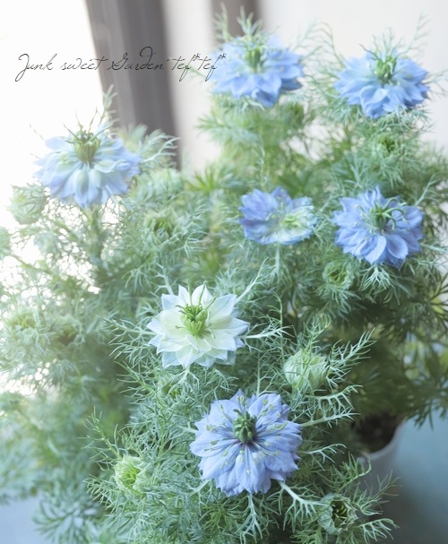 ニゲラ・パピロサ 『ブルーミゼット』 植え込み用苗 | すべての商品