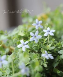 �ץ�ƥ������ڥɥ��󥯥顼�� �إ�������٥������