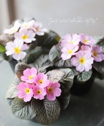 Ƽ�եץ��顦�ϥ��֥�åȡ��������꡼�����إԥ󥯡�