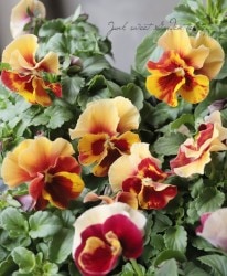 ��臘�������ꥸ�ʥ�ӥ��顡�إ쥤��ܡ��������֡١ڥѥ������