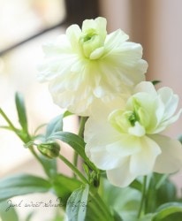 ڰݤ ʥ󥭥饹å꡼إ˥Υ