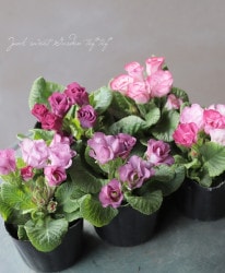 �Х�餭�ץ��顦����ꥢ�󡡡إޥ����롦�磻���