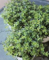 �����ࡡ�إ����쥢��