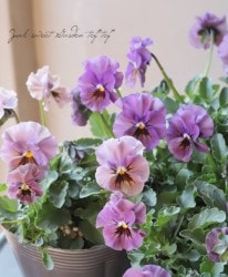 ߤȾإѥ󥸡 إޥޥ١ڥѡץϡ