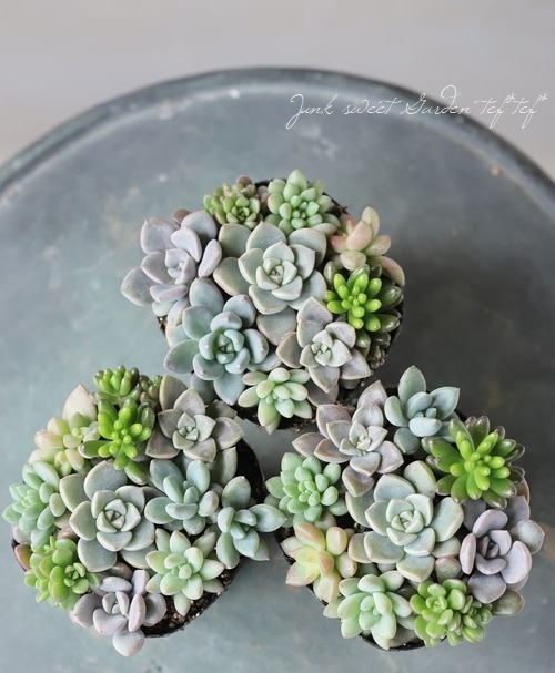 多肉植物】『Yourself！寄せ植え』【Iタイプ】 | すべての商品