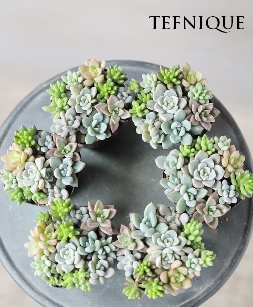 多肉植物】『Yourself！寄せ植え』【Gタイプ】 | すべての商品