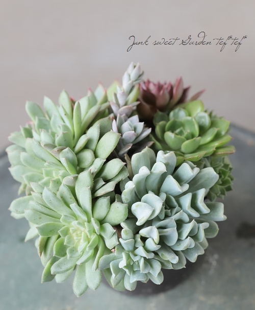 多肉植物】『Yourself！寄せ植え』【Kタイプ】 | すべての商品