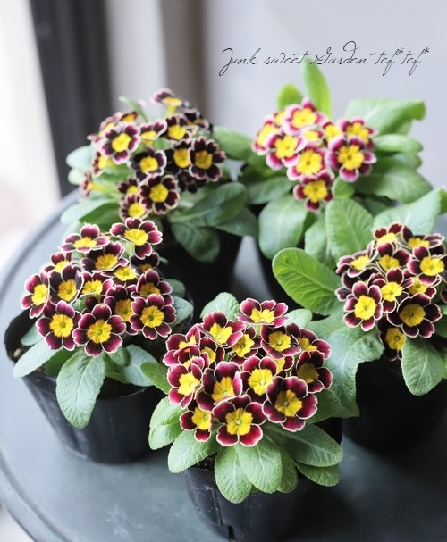 プリムラ 『ビクトリアーナ・プラネット』 | すべての商品 | | Junk