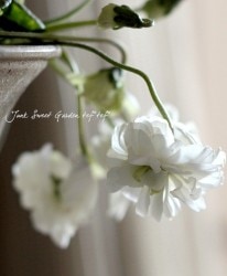 Ȭź餭ѥޥߥ졡˥ߥ졡إ꡼ۥ磻ȡ ץȭ