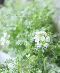 �ե��󥷥�������ԥ� �إ��������塼�֡١إ���ץ��Τ���Ȫ�١�