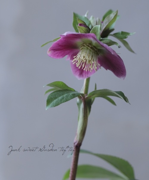 クリスマスローズ 富山県・松浦園芸 『いちごみるく』 No.65 | すべて