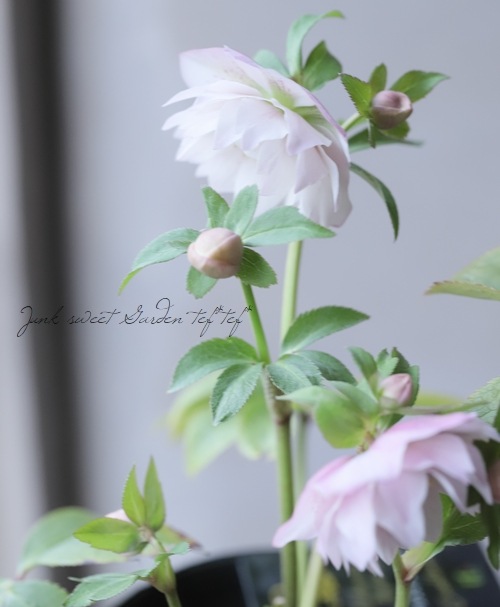 クリスマスローズ 富山県・松浦園芸 『多弁ダブルピンク』 No.45