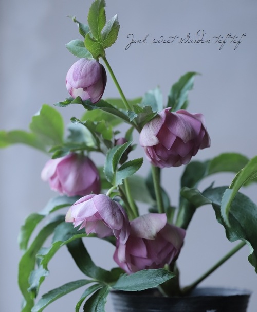 474★激レア！ダブル ピンク フルブロッチ おすすめ！★クリスマスローズ 開花株  クリスマスローズ 静岡県・杉光園芸 杉山交配 『ダブルピンク』 No.I