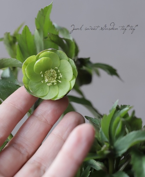 クリスマスローズ 『原種系（デュメトラム・クロアチカス系）グリーン