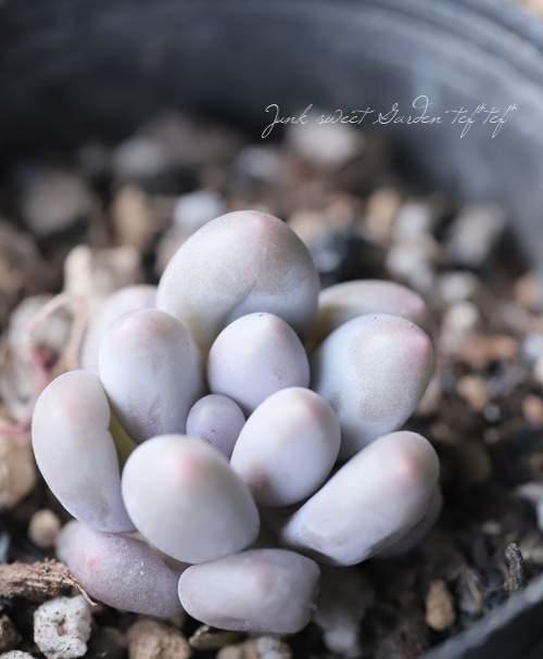 多肉植物】 『オレンジスノーボール』 エケベリア属 ☆ | すべての商品