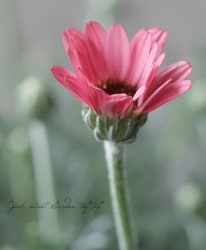 �������󥻥ޥࡡ�إޡ�����