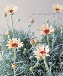 �������󥻥ޥࡡ�إࡼ���