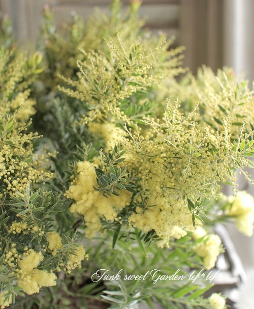 アカシア・フィンブリアータ ドウォーフ 『テレサ』 | すべての商品