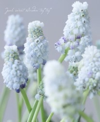 ���ڵ庬��ʪ�� Ȭ�ź餭���ॹ���ꡡ�إ��֥�ޥ��å���