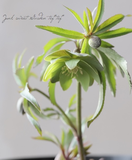 クリスマスローズ 『原種系（セルビクス系）グリーンリバーシブル