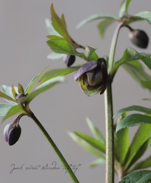 クリスマスローズ 『原種系（クロアチカス系）スレートグリーン