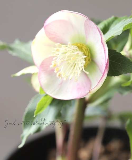 クリスマスローズ 『ピンクシングル』 【No.D】 | すべての商品