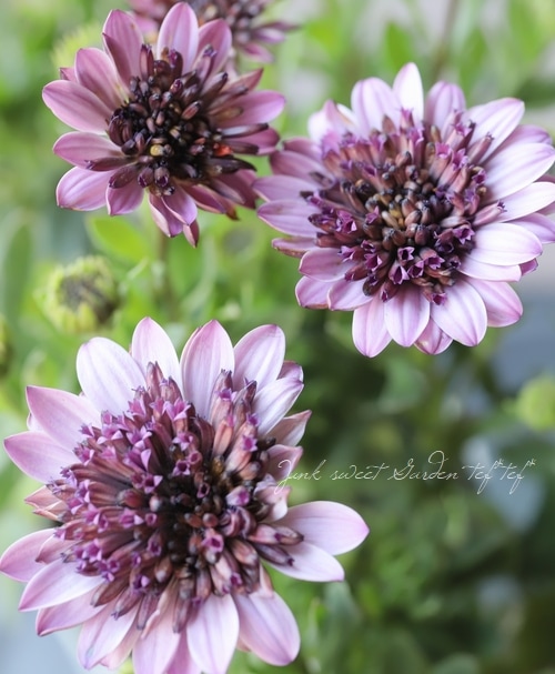 八重咲きオステオスペルマム・プリンス 『プロバンス』 | すべての商品