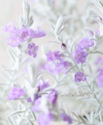 �����ե��顡�إ��Ρ����ꥹ����١�