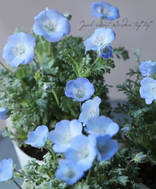 ネモフィラ 『インシグニスブルー』 | すべての商品 | | Junk sweet