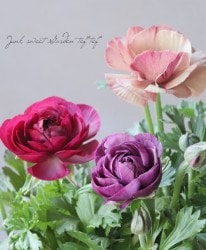 ڿĤ ʥ󥭥饹 إȥ