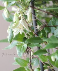 ����ޥ���������ۥ��ϡ��إ��󥰥�٥�١�