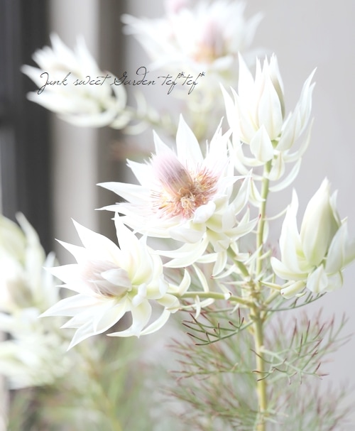 ジョーイセルリア 『ブラッシングブライト -Blushing Bride-』 特大株