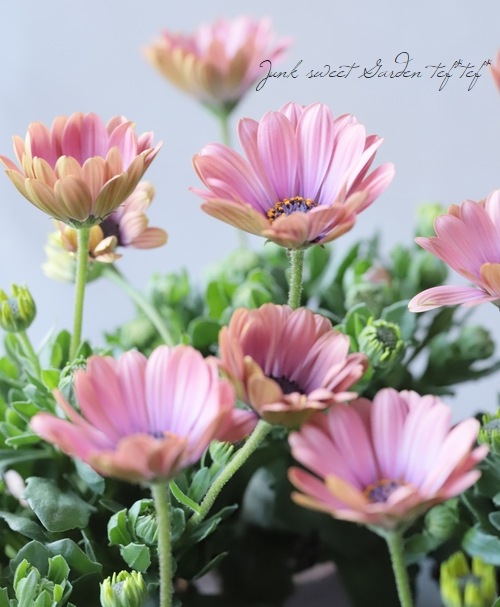 ゲブラさんのオステオスペルマム サンネイルシリーズ カフェオレ すべての商品 Junk Sweet Garden Tef Tef