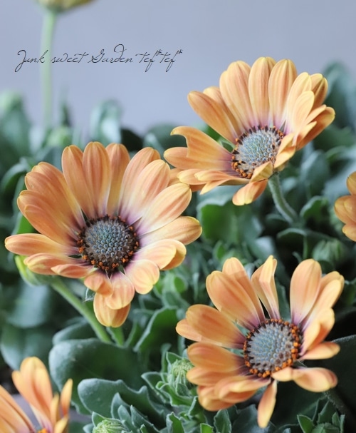 ゲブラさんのオステオスペルマム・サンネイルシリーズ 『マンゴー