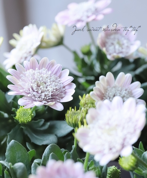 ゲブラさんの八重咲きダブル・オステオスペルマム 『ロココ』 | すべて