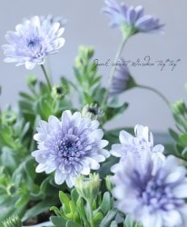 Ȭ�ź餭���֥롦�����ƥ����ڥ�ޥ� 3D �إ���С���