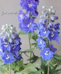 �ǥ�ե��˥��ࡡ�إ��ꥨ��֥롼��