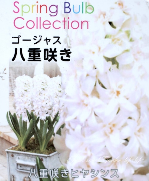 ヒヤシンス ゴージャス八重咲き 『ホワイト』 3球植え | すべての商品