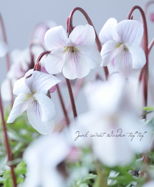 宿根スミレ 『黒葉肥後すみれ』 | すべての商品 | | Junk sweet Garden